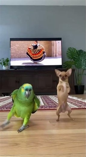 Parrot and dog dancing together is too cute #pets #funny #viral