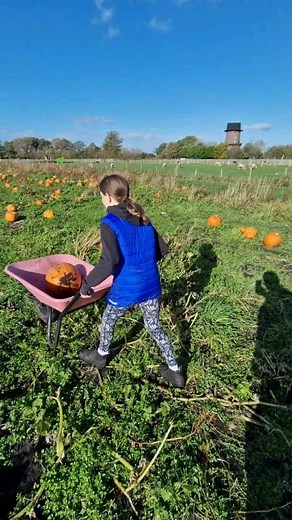 57 reactions · 11 shares | Let's go to the Pumpkin Patch We can't wait to see all you pumpkin pickers here on the farm. We have a lovely selection waiting for your Halloween harvest. Please book online, all our fantastic farm attraction is included and everyone takes a pumpkin home #jobsagoodn #halloween #pumpkinpatch #pumpkinpicking #lancashire #familyfun #pumpkin #farmlife #daysout #autumnvibes # | Windmill Animal farm | Facebook