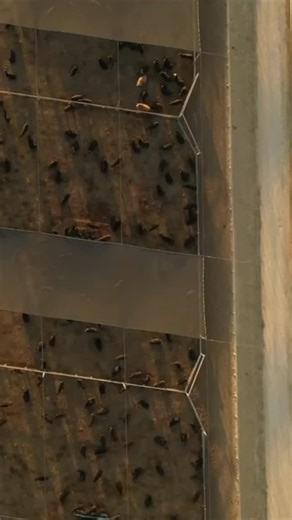 Entries Open for the 2026 Angus for Every System Feedlot & Carcase Trial. Angus Australia is pleased to announce that entries are now open for the 2026 Angus for Every System Feedlot & Carcase Trial, proudly hosted by @teysaustralia and powered by @optiweigh The trial continues to be one of the nation’s leading opportunities for producers to benchmark Angus influenced cattle in a commercial feedlot environment and access comprehensive, industry relevant performance, carcase and eating quality da