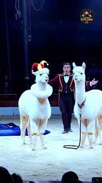 Hilarious Circus Clowns & Funny Magic Illusion Tricks! 🤡✨ #magic #magician #illusion #usa #usashorts