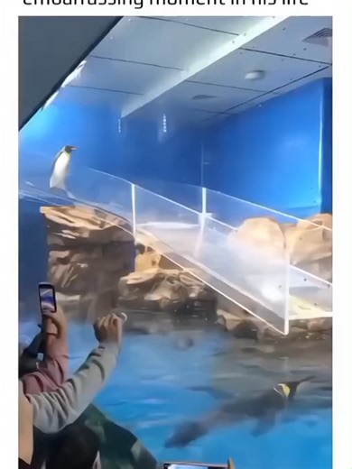 A penguin carefully stepping onto a clear, slippery slide might look cute, but it shows something deeper. The smooth, unfamiliar surface isn’t anything like the icy ground penguins are built for, so this little one hesitates, testing every step. It’s a small moment that reveals how challenging human-made environments can be for animals who rely on instinct and texture to move confidently. Scenes like this raise questions about life in captivity. Research on zoo-kept penguins — including studies 