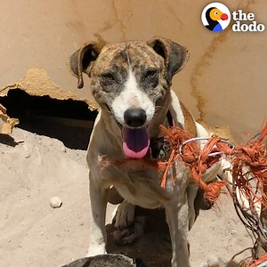 10M views · 147K reactions | This dog was chained up for days without water — watch her win over her new cat sister  | The Dodo | Facebook