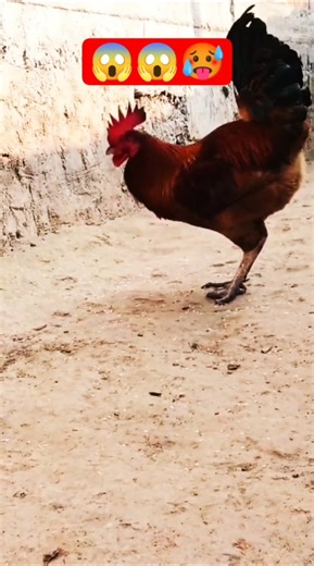 Desi Big🥵 Rooster 🐓 Murga #shorts #rooster #murga