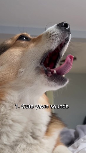 Cute Corgi Sounds Compilation