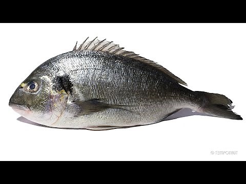 Fish Eaten By Maggots Timelapse