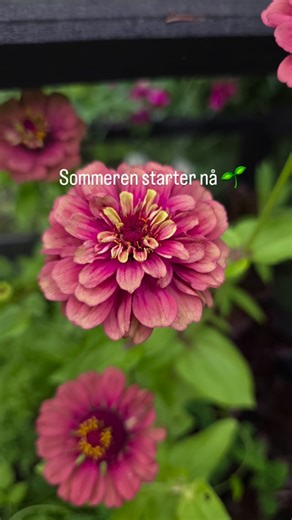 Eva Müller Aasheim on Instagram: "annonse | Vil du lære av mine erfaringer? 🤭 Nå er tiden inne for å begynne planleggingen av hagen! I fjor var første året jeg virkelig gikk inn for å lære å dyrke frø 🌱 Frøene kom fra @impectafrohandel, en kvalitetsbedrift jeg også besøkte i høst – og som jeg går 100 % god for. En dedikert gjeng som virkelig vil at vi skal lykkes i hagene våre 💚 Jo, altså...I hagen gjorde jeg både smarte – og litt mindre smarte – valg 😅 Dumt: Sådde for mye og for tidlig inne