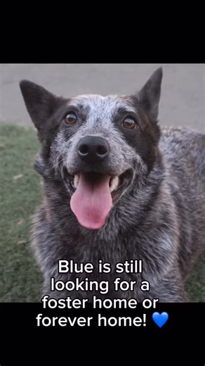 💙 Meet Blue! A smart, loving Australian Cattle Dog still searching for his forever home (or a foster to love him in the meantime!). Blue is an adventure-ready boy who thrives with women and would love an active home that enjoys hiking and exploring, but also appreciates a quieter household. He’s dog- and kid-friendly, but he’ll need a home without cats, livestock, or tall/bearded men (those make him a little uneasy). Blue is also managing some medical needs and takes medications for pain and an