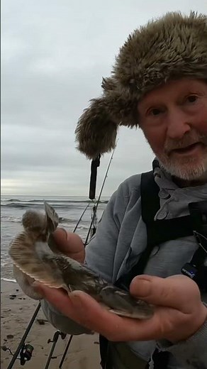 Fishing: sea angling: harbour: beach: Peterhead: 🎣🐟🐟