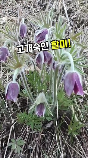 할미꽃 #백두옹 #약초 #독초 #전통약초 #한방