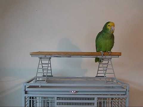 Amazon Parrot singing Yo Ho - A Pirate's Life