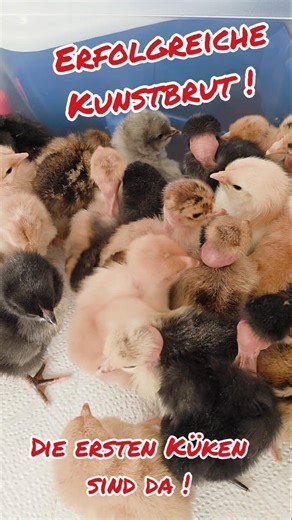 Fluff alert: My first artificially hatched chicks of 2026!