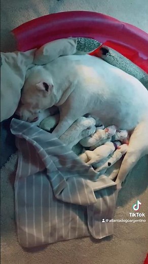 First time mother ! Comment and ask if you want to breed!