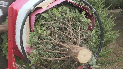 Buying a Christmas tree? Here's what you can expect