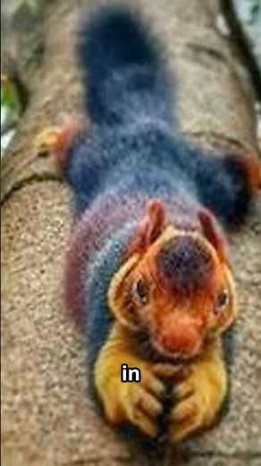 Meet the Rainbow Squirrel from India!
