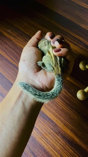 Baby Squirrel Sleeping in My Hand 🐿️💤 | The Safest Place to Rest #petsquirrel #cutepets #squirrel