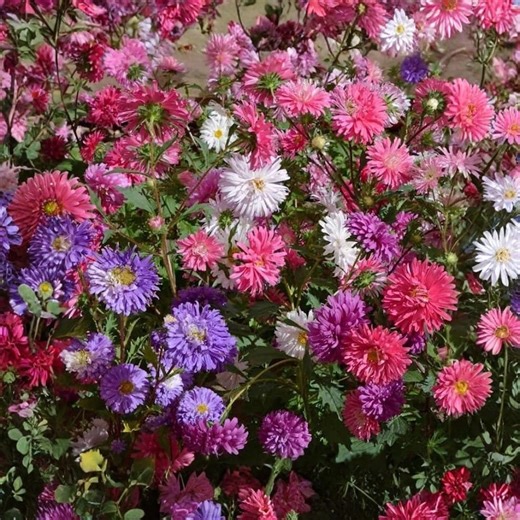 1000 Aster Powder Puff Mix Seeds | Colorful Organic USA Garden Flowers - Etsy