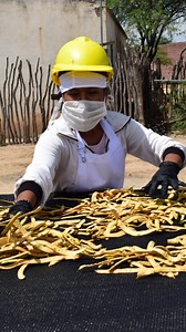 La algarroba, corazón del monte chaqueño Para las comunidades del Gran Chaco, la algarroba no es solo un fruto. Es alimento, memoria y sustento 🌳 Se recolecta, se seca, se muele y se transforma en harinas y preparaciones nutritivas que acompañan la vida cotidiana. Su uso fortalece economías locales y una relación respetuosa con el ambiente. El Futuro está en el Monte. #Algarroba #GranChaco #MonteVivo #SaberesDelMonte #CulturaChaqueña #ProducciónLocal #IdentidadTerritorial | Fundación Gran Chaco