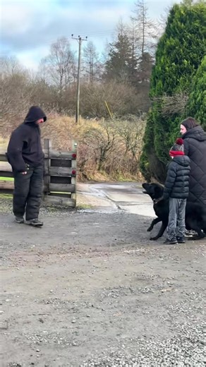 Protection dogs #dogtraining #dogtrainer #protectionk9scotland #protectionk9scotland #familyprotection