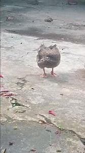 #reggae #seguimi bien feliz# fifi