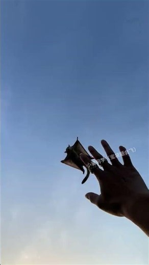 没接穩、飞过头了！不好意思#回旋飞手训练#蜜袋鼯小飞鼠#萌宠的迷惑行为