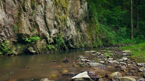 Grey Wagtail Nesting Site in the Wild