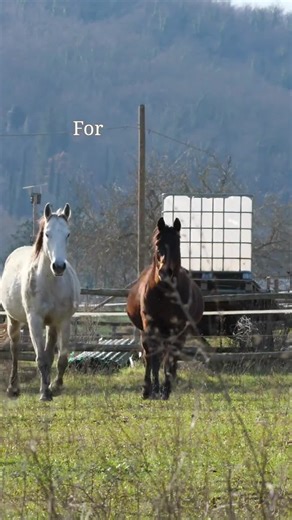 Living, eating, resting, and moving in the company of other horses is not a luxury, but a fundamental need. When we understand how horses best experience the world, we can design management and training with their social and emotional wellbeing in mind. | Equitation Science International - ESI