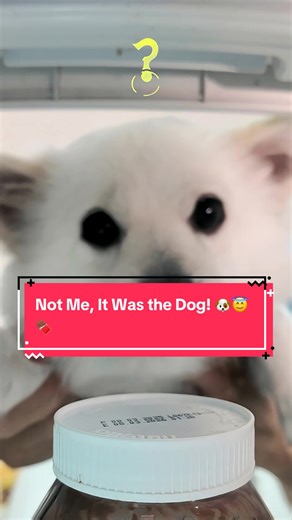 Not Me, It Was the Dog! Funny Couple Moments