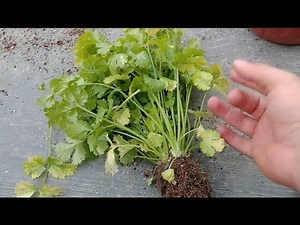 CILANTRO: Siembra Crecimiento y Cuidado | COMPLETO | Huerto Urbano