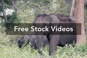 Indian Elephant Videos, Download The BEST Free 4k Stock Video Footage & Indian Elephant HD Video Clips