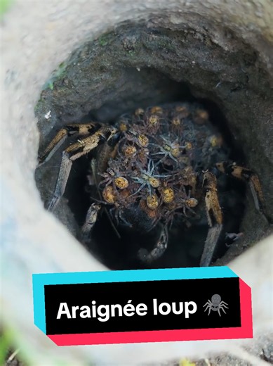 Araignée loup et ses bébés 🕷️
