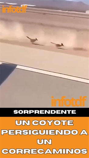 🏜️🐺✨ UN MOMENTO SALIDO DE LOONEY TUNES: PASAJEROS VEN A UN COYOTE PERSEGUIR A UN CORRECAMINOS EN EL DESIERTO Desde la ventana de un vehículo, varios pasajeros observaron una escena surreal: un coyote corriendo tras un correcaminos por el desierto, tal como en los dibujos animados. Aunque en la realidad cada animal tiene su propia estrategia (velocidad vs resistencia), verlos juntos en esa persecución clásica fue un regalo único de la naturaleza, un instante perfecto que parecía nostalgia hecha