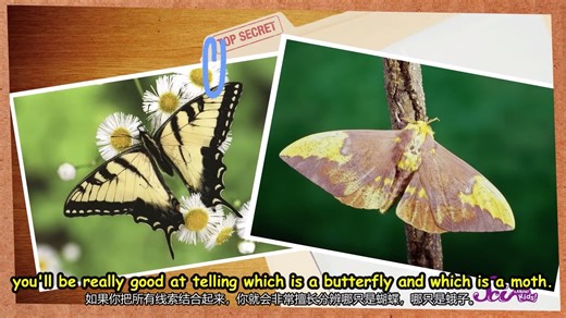动物双语科普 蝴蝶还是飞蛾 Butterfly or Moth