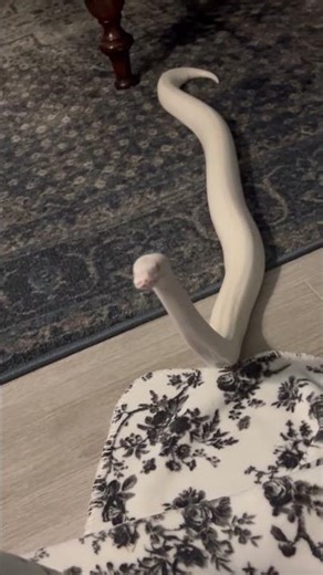 CUTE WHITE PET PYTHON 🐍 | #python #shorts