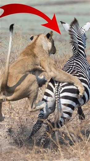 Mother Zebra Save Her Baby From Lion With Brutal Kick #lion #animalattack #zebra