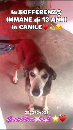 Adozione RONNY♥️ 3932734021 #shorts #short #cani #adozione #love #perte