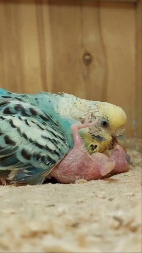 Sick but didn't forget her duties⚘️ #budgie #parents #chicks #pets #birds #parrots #watch | Mo Budgie