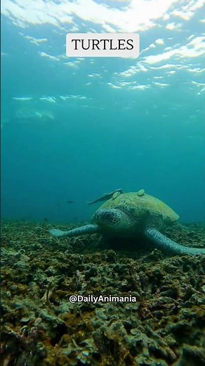 Brace yourself for an astonishing fact #subscribe #share #shorts