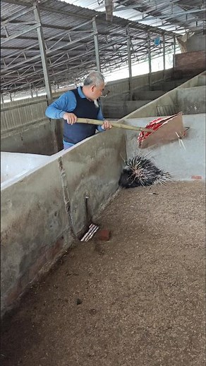 A Smart Way to Harvest Porcupine Quills Without Injury