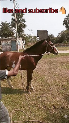 murtuza Nagar State form Asansol🐴🐎#youtubevideo #horse #horsetrack #youtubeshorts #trending #youtube