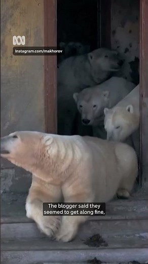 Polar bears take over abandoned research station | ABC NEWS