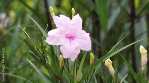 Ruellia simplex (also called kencana ungu, rawelia, rolia, rowlea) with a natural background