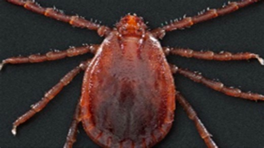 Experts issue warning over disease-infested tick which has spread in the US