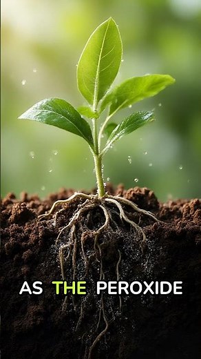 Save Overwatered Plants with This Simple Oxygen Fix