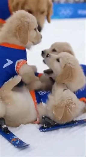 Pesto & The Pups Took On The Olympic Ski Jump! 🐾🥇 #shorts