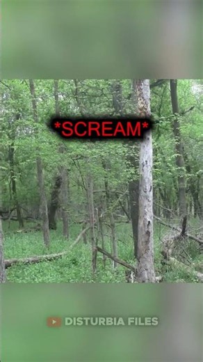 This Camper Heard Screaming In The Forest...😳