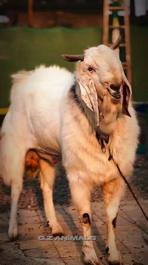 patna anemale lover boy #goat #goatfarming #beautifullgoats #animals #bakr #goatfarmingbusiness