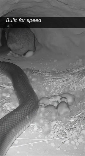 Burrow Cam: Mother Rabbit Fights Off Snake to Protect Her Kits (Night Vision)