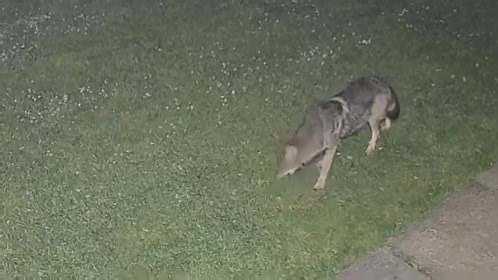 A GLI reader submitted this video of a coyote roaming through Great Neck two days ago. Tap the link in our comments to read all about the Eastern Coyote’s expansion onto Long Island. | Greater Long Island