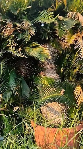Meet the Cycad — one of the oldest plants on Earth, surviving for over 300 million years!
