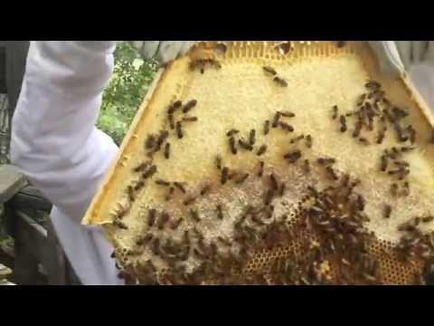 Cathedral Hive New Hexagonal Top Bar Hive